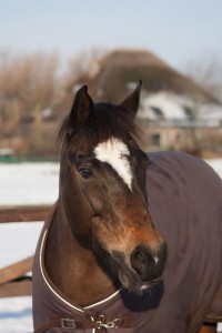 spoekie (1)